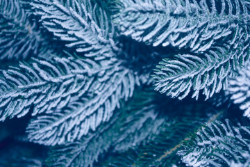Snowy forest. Background of fir tree branches in snow for Christmas or New Year. Winter composition.