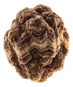 Ancient microbialite featuring a knobby texture and alternating light and dark layers.
