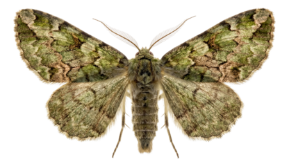 Moth with wing pattern resembling local plants for effective camouflage.