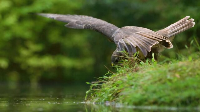 Buzzard spreading its wings and jumping into water, slow motion