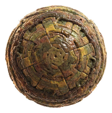 Spherical thermophilic archaea with a robust protein shell.