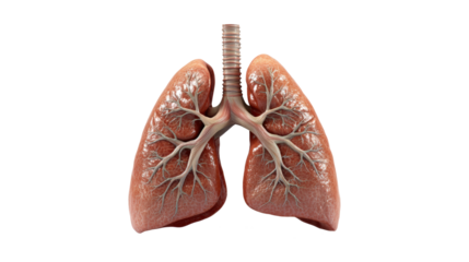 A close-up of a lung with the branches of the lung visible, isolated on a transparent background