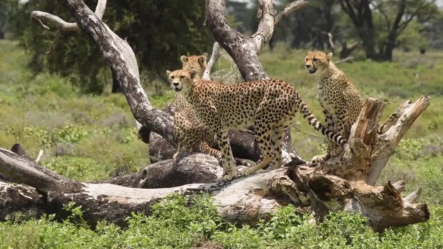 Three cheetahs on dry fallen tree
