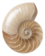 Obraz premium Coiled nautiloid shell with smooth surface and distinct chambered sections.
