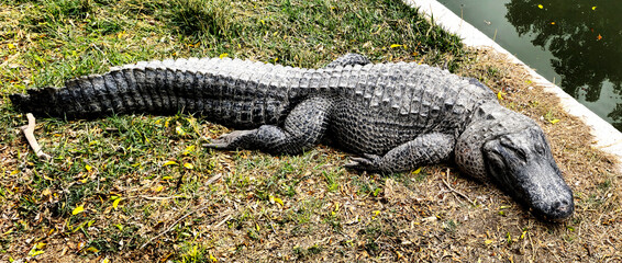  close-up of a crocodile in the wild