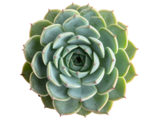 Top-down view of a symmetrical, green succulent plant with red-tipped leaves, on a black background
