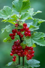 Frische rote Johannisbeeren