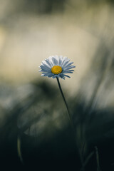 G&auml;nsebl&uuml;mchen