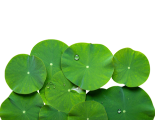 Close-up of glossy, green lily pads with water droplets, isolated on black