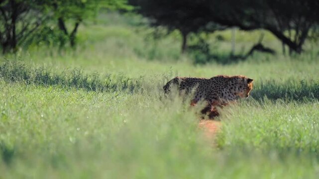 Slow motion shot of cheetah running in full speed, catching prey