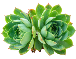 Close-up of a vibrant, symmetrical succulent plant with layered green leaves and red tips