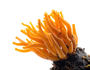 Close-up view of bright orange fungal growth sprouting from dark soil