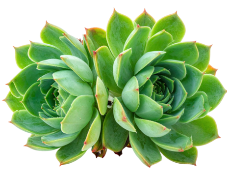 Close-up of a vibrant, symmetrical succulent plant with layered green leaves and red tips - Powered by Adobe