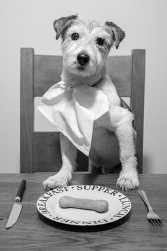 Jack Russel dog sat at a dining table eating a bonio biscuit from a plate. series of 3 photos portraying a story. Humour cute portrait.