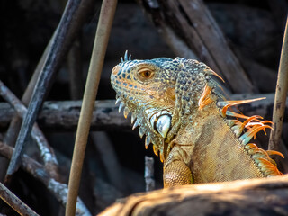 A detailed profile shot of a wild green iguana shows its textured scales and orange-tipped spikes amidst the tangled roots of a mangrove in Oaxaca, Mexico.
