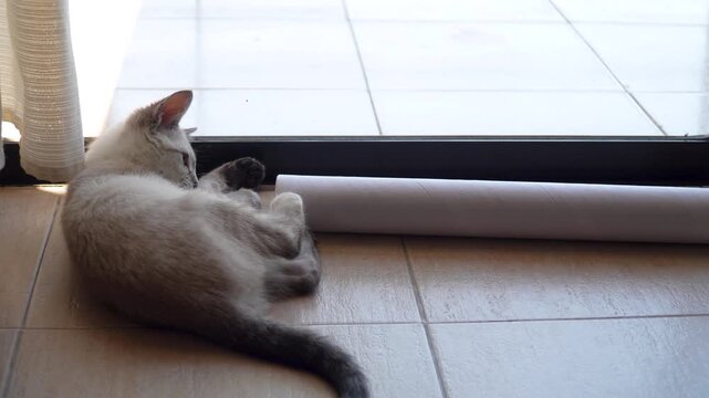 gato gris peque&ntilde;o junado con tubo de carton