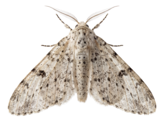 Light-colored peppered moth with a speckled wing pattern.
