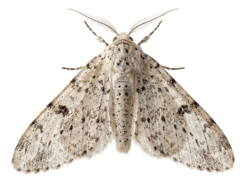 Light-colored peppered moth with a speckled wing pattern.