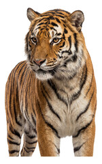 Obraz premium Tiger featuring classic orange and black striped coat.
