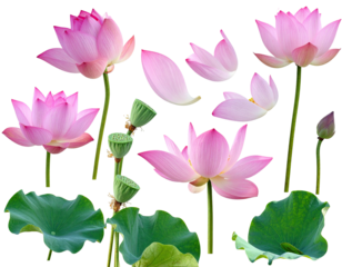 Pink and green aquatic plant blossoms against a stark black backdrop