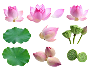 Nine images of pink lotus flowers in various stages of bloom and their foliage