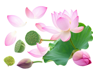 Pink lotus flower elements, including petals, pods, buds, and a leaf, isolated on black