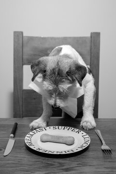 Jack Russel dog sat at a dining table eating a bonio biscuit from a plate. series of 3 photos portraying a story. Humour cute portrait.