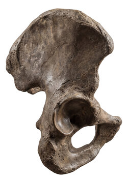 Ground sloth pelvis featuring a broad ilium and deep acetabulum socket.