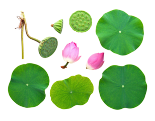 Isolated lotus elements pods, leaves, petals, and stem on a black background