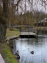Autumn lake. Ducks on the water. Wooden bridge over the river on an autumn day. Autumn landscape in the park. Trees over the lake. Reflection of trees in the water. Outdoor and nature.