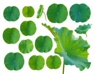 Isolated lotus pads on black background, various shapes, sizes, and orientations
