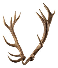Antlers of an adult male deer featuring several branching points.
