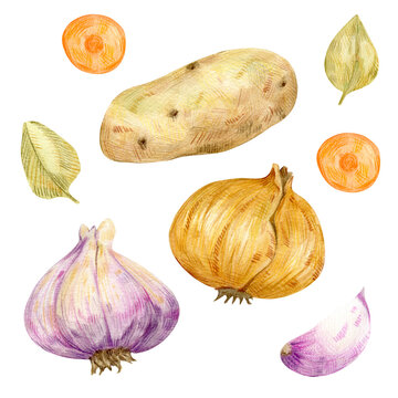 Watercolor composition of essential root vegetables including whole Potato, yellow Onion bulb, purple Garlic cloves, Carrot slices, and dried bay leaves on transparent  background for kitchen