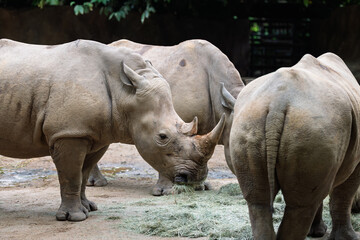 Rhinoceroses standing together while eating, close natural view of endangered megafauna, suitable for wildlife awareness, zoology content and environmental storytelling.