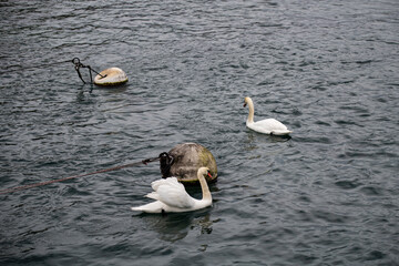 Fototapeta premium Cygnes sur les rives du lac de Genève en Suisse