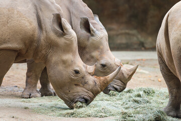 Obraz premium Group of rhinos feeding on ground, detailed look at horns and thick skin, strong visual for conservation campaigns, nature publishing and educational materials.