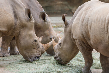 Obraz premium White rhinoceros feeding on hay in group setting, powerful wildlife scene showing massive mammals and textured skin, ideal for conservation themes, biodiversity education and editorial use.
