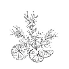 Cedar Branch with Citrus Slices Line Art Illustration