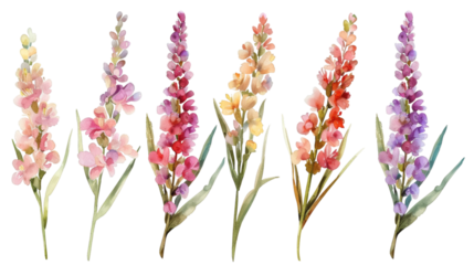 wheat ears isolated on white