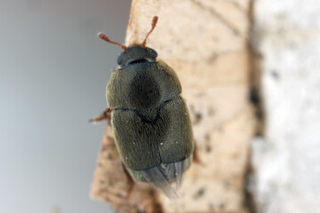 Short-winged flower beetle in the family Kateretidae, genus Brachypterolus.