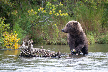 Alaskan brown bear feeding on salmon in Brooks River at sunrise