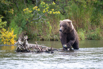 Alaskan brown bear feeding on salmon in Brooks River at sunrise