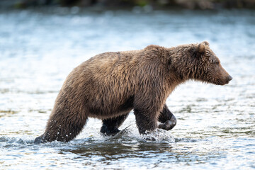 Alaskan brown bear feeding on salmon in Brooks River at sunrise