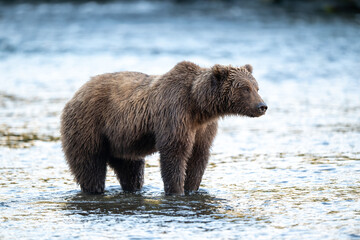 Alaskan brown bear feeding on salmon in Brooks River at sunrise