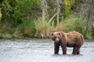 Alaskan brown bear standing in Brooks River