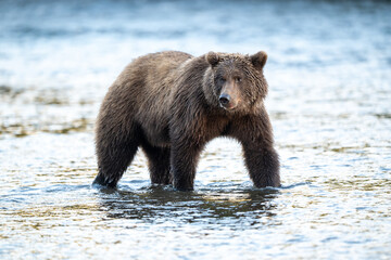 Alaskan brown bear feeding on salmon in Brooks River at sunrise