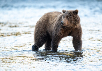 Alaskan brown bear feeding on salmon in Brooks River at sunrise