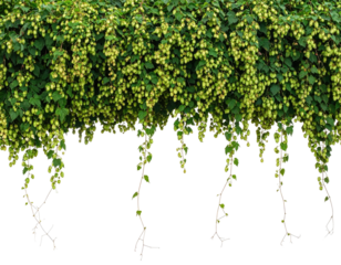 Lush, cascading green vine with clusters of pale yellow cone-shaped flowers. Black background