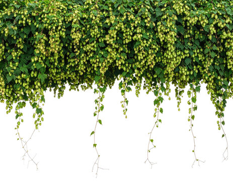 Lush, cascading green vine with clusters of pale yellow cone-shaped flowers. Black background
