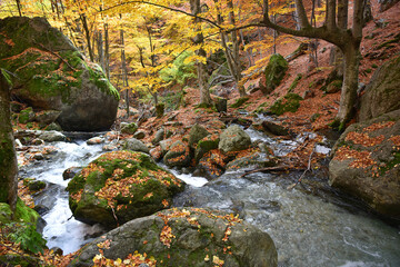 Autumn mountain stream waterfall flowing rocky terrain covered with moss water cascading over rocks rapids yellow and orange leaves nature relief ecology flora
